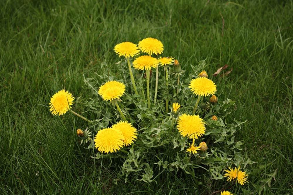6 Amazing Benefits Of Dandelion Roots For Your Garden And Your Body - 51