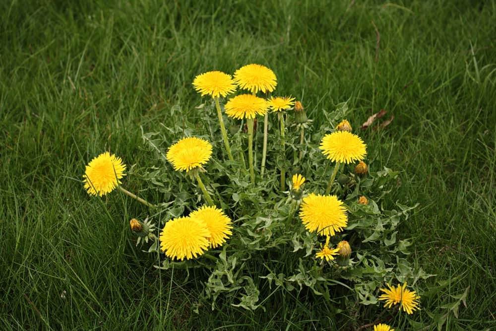 6 incredibili benefici delle radici di tarassaco per il tuo giardino e il tuo corpo - 51