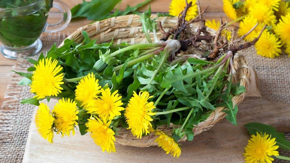 6 Amazing Benefits Of Dandelion Roots For Your Garden And Your Body - 55