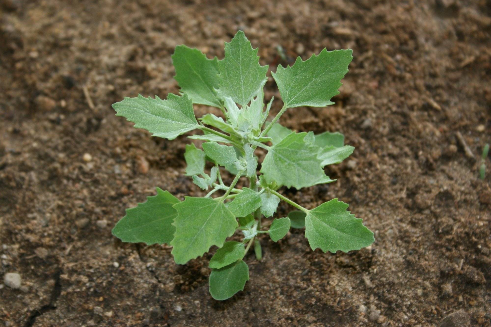 Unveil Potentials Of Lambs' Quarters: The Weed Can Purify Your Soil And Nourish Your Body - 57