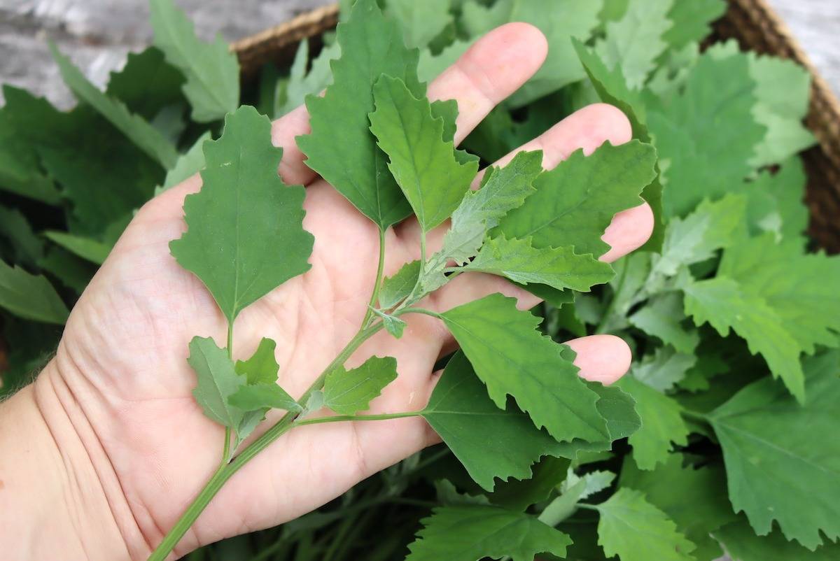 Unveil Potentials Of Lambs' Quarters: The Weed Can Purify Your Soil And Nourish Your Body - 63