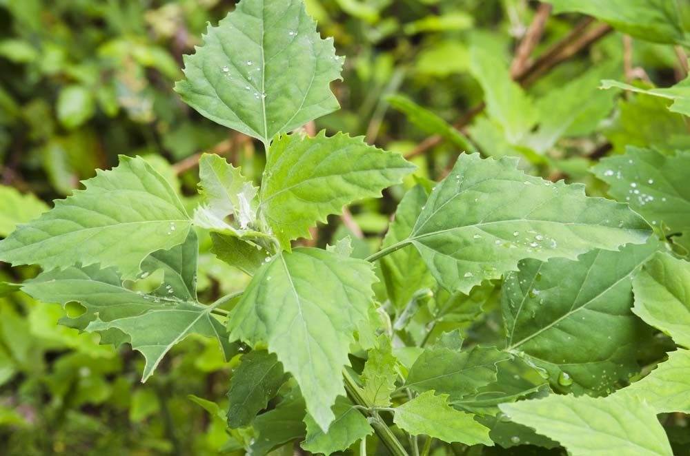 Unveil Potentials Of Lambs' Quarters: The Weed Can Purify Your Soil And Nourish Your Body - 59