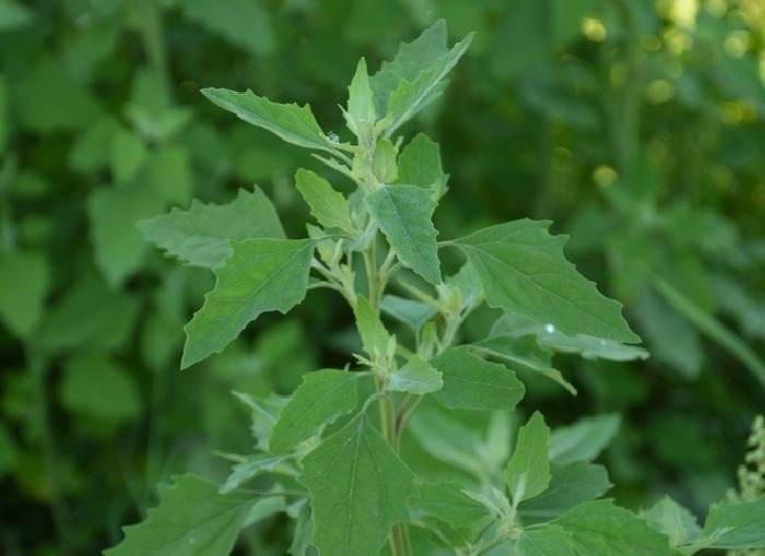 Unveil Potentials Of Lambs' Quarters: The Weed Can Purify Your Soil And Nourish Your Body - 65