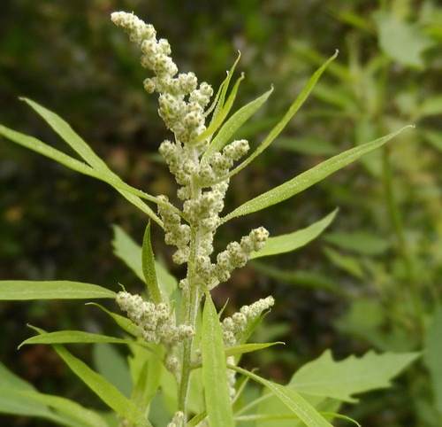 Unveil Potentials Of Lambs' Quarters: The Weed Can Purify Your Soil And Nourish Your Body - 61