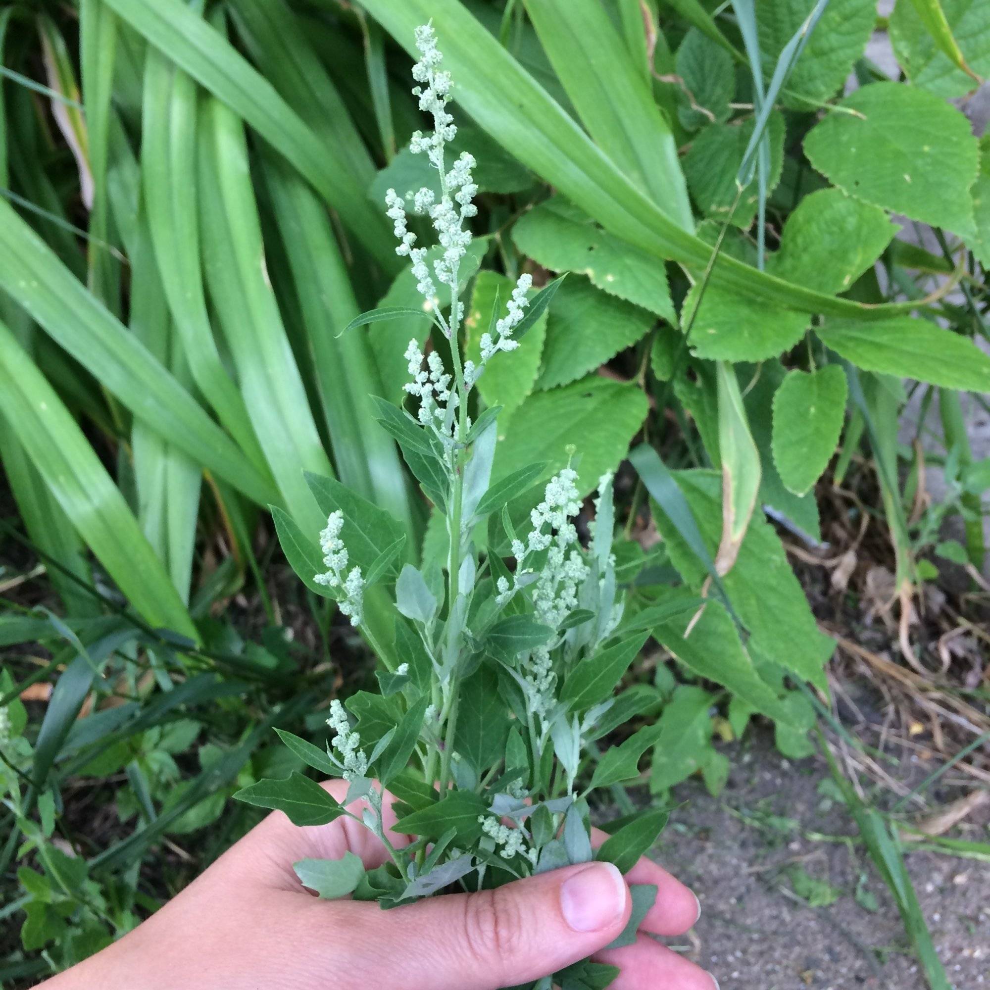 Unveil Potentials Of Lambs' Quarters: The Weed Can Purify Your Soil And Nourish Your Body - 67