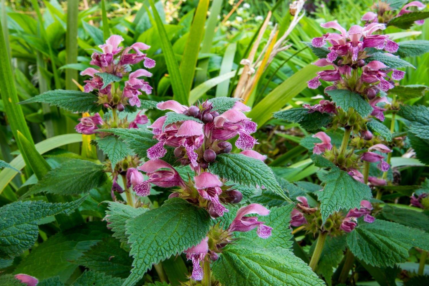 5 sorprendenti benefici dell'ortica per il tuo giardino e non solo - 65