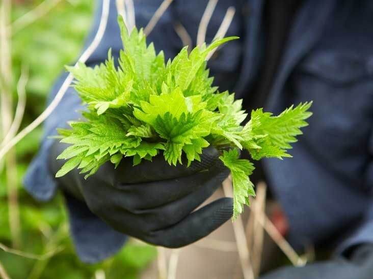 5 sorprendenti benefici dell'ortica per il tuo giardino e non solo - 67