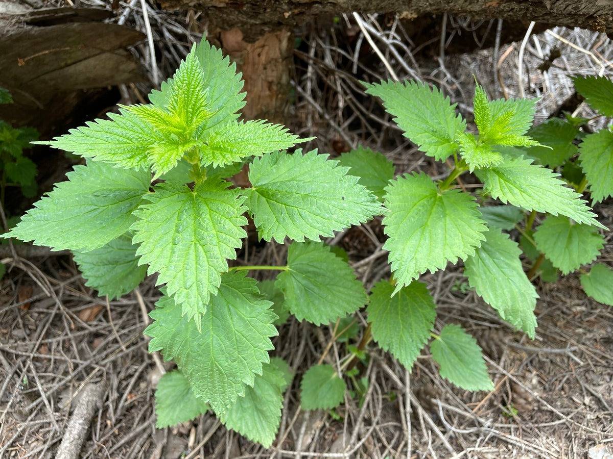 5 sorprendenti benefici dell'ortica per il tuo giardino e non solo - 61