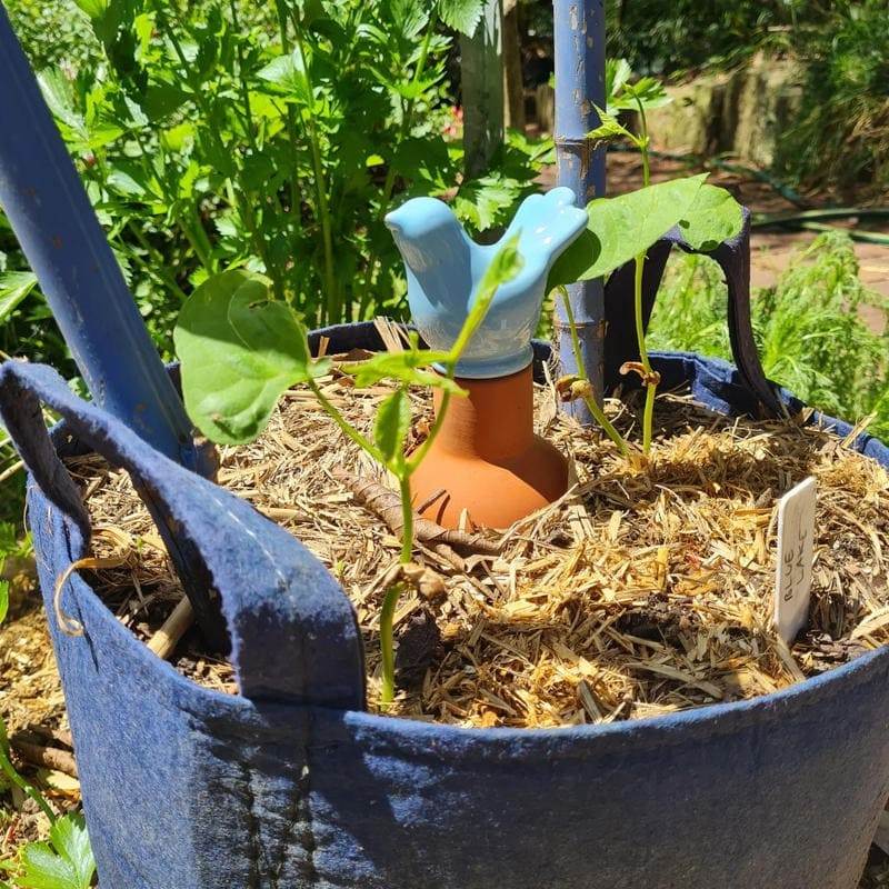 Why Olla Irrigation - A Low-tech Solution Can Boost Your Crop Yield And Quality - 115