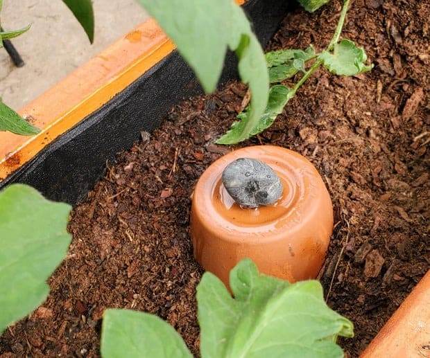 Why Olla Irrigation - A Low-tech Solution Can Boost Your Crop Yield And Quality - 111