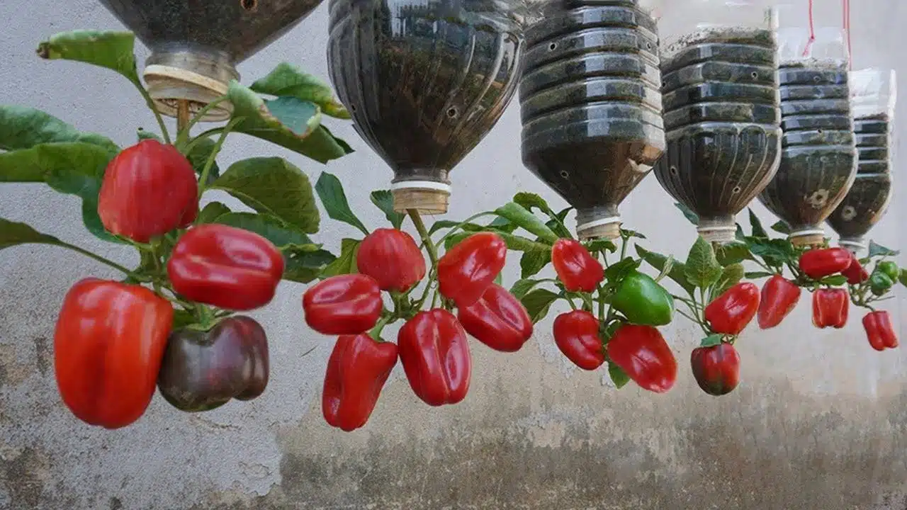 Growing Peppers In Plastic Bottles: A Creative And Sustainable Solution For Urban Gardeners - 71