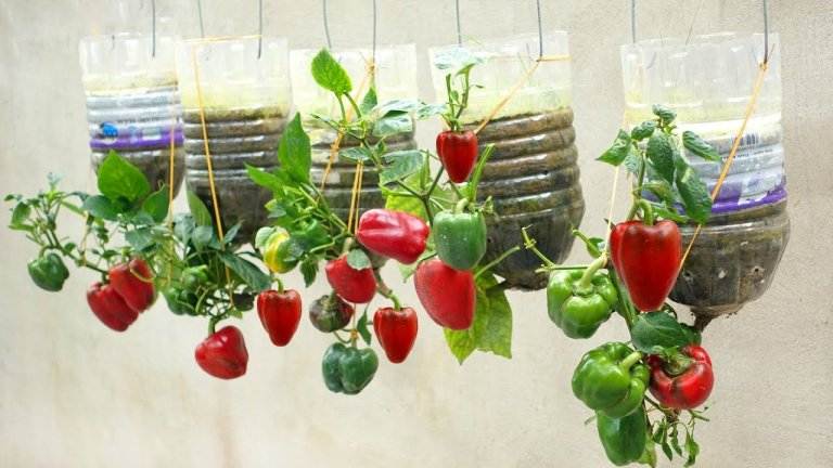 How To Grow Peppers Upside Down At Home With A Variety Of Fruits