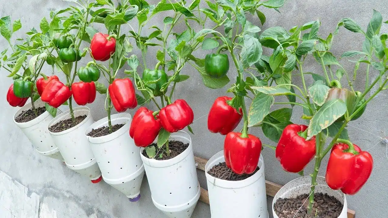 Growing Peppers In Plastic Bottles: A Creative And Sustainable Solution For Urban Gardeners - 73