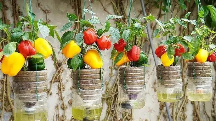 Growing Peppers In Plastic Bottles: A Creative And Sustainable Solution For Urban Gardeners - 61