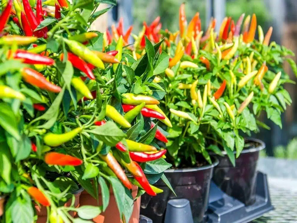 Growing Peppers In Plastic Bottles: A Creative And Sustainable Solution For Urban Gardeners - 63