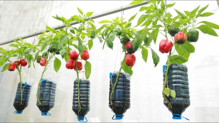 How To Grow Peppers Upside Down At Home With A Variety Of Fruits