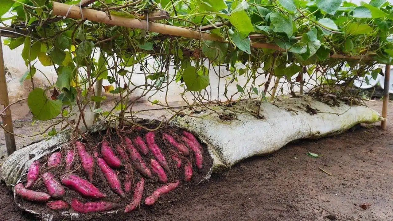 How To Harvest Tons Of Sweet Potatoes From Soil Bags - 71