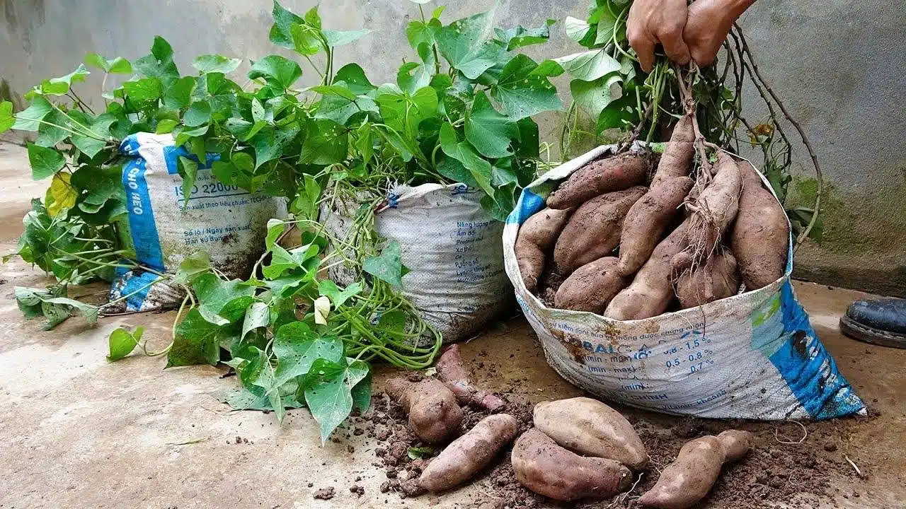 How To Harvest Tons Of Sweet Potatoes From Soil Bags - 73