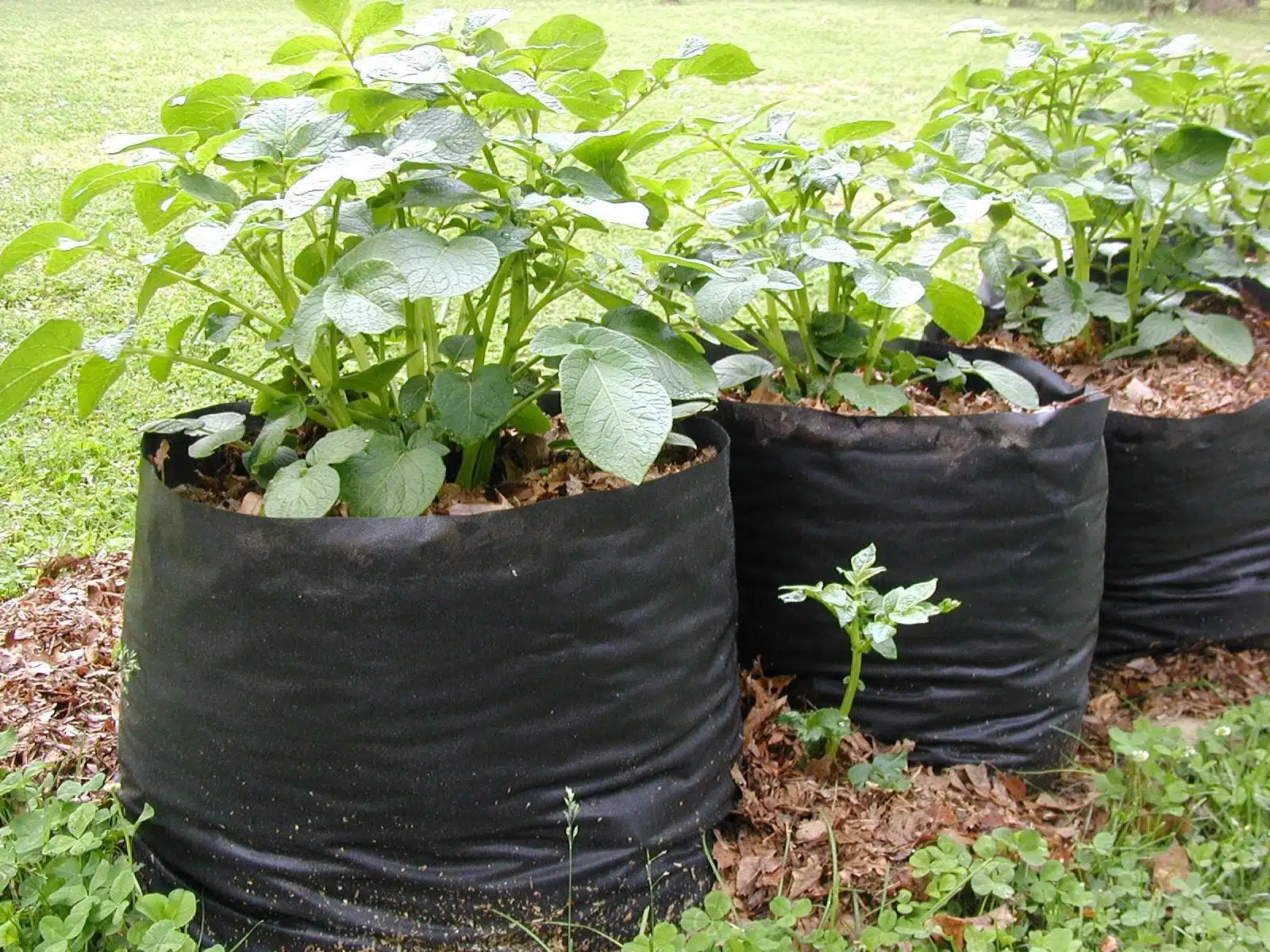 How To Harvest Tons Of Sweet Potatoes From Soil Bags - 61