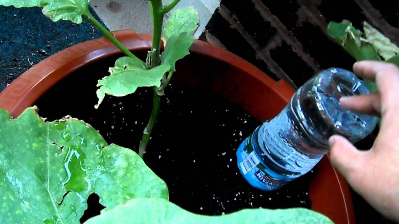 6 Steps To Craft A DIY Automatic Bottle Vegetable Waterer - 109