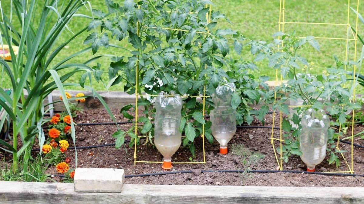 6 Steps To Craft A DIY Automatic Bottle Vegetable Waterer - 99