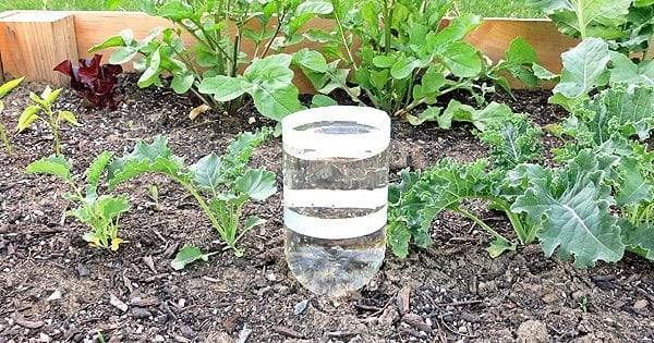 6 Steps To Craft A DIY Automatic Bottle Vegetable Waterer - 97