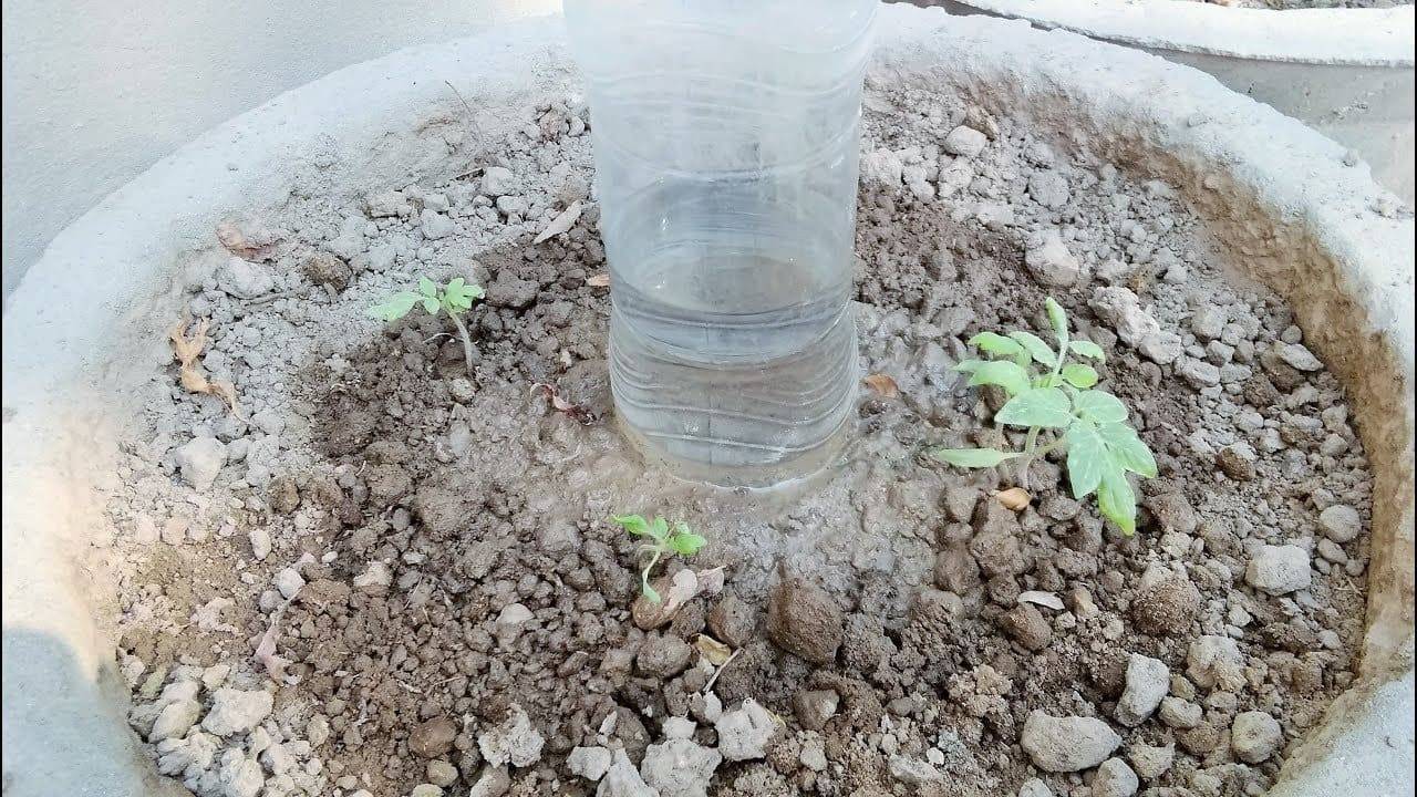 6 Steps To Craft A DIY Automatic Bottle Vegetable Waterer - 103