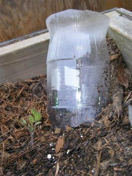 6 Steps To Craft A DIY Automatic Bottle Vegetable Waterer - 105