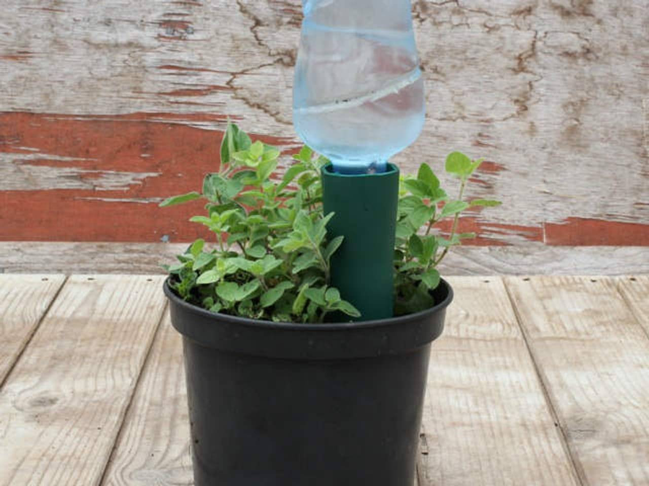 6 Steps To Craft A DIY Automatic Bottle Vegetable Waterer - 107