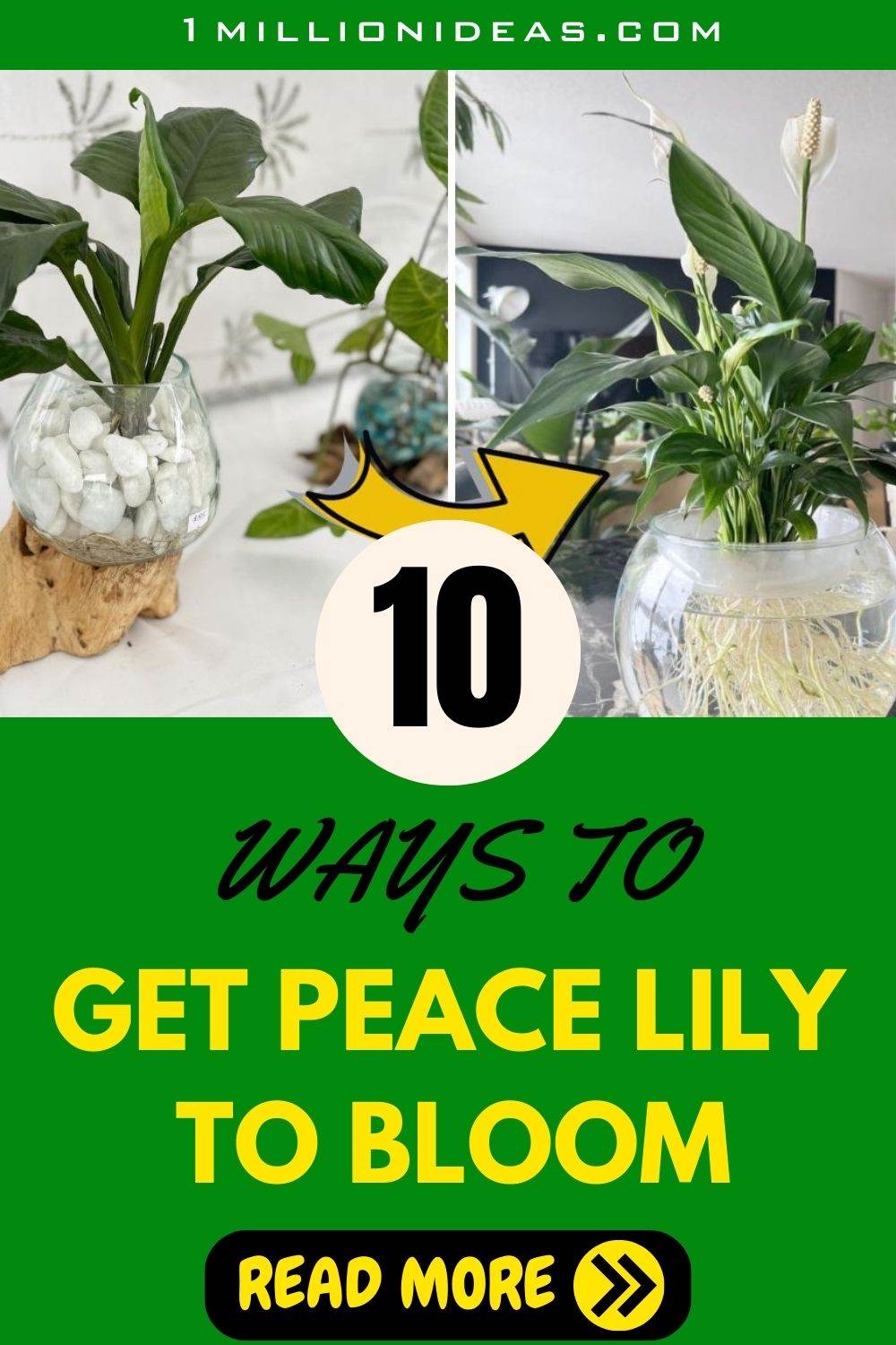 10 Ways To Get Your Peace Lily To Bloom More Often - 35