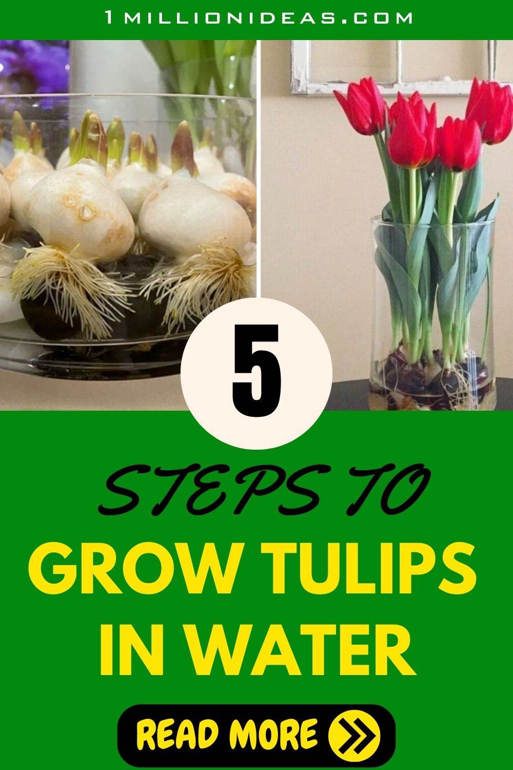 5 Steps To Grow Tulips In Water And Enjoy Their Bloom - 35