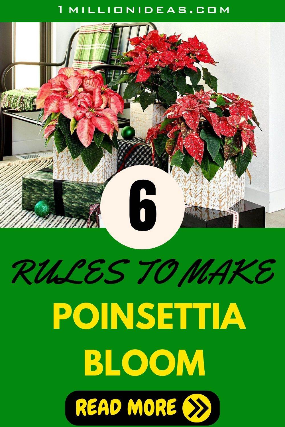 6 Golden Rules To Make Poinsettia Bloom In Time During Christmas And Beyond - 35