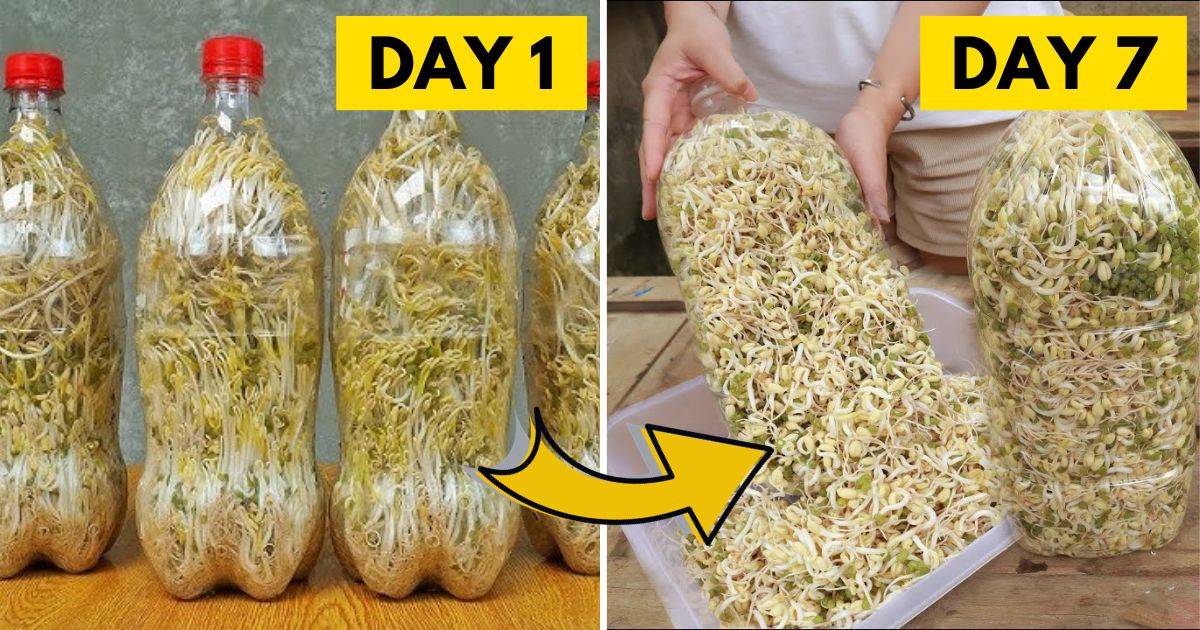 How To Grow Fresh And Crunchy Bean Sprouts In Plastic Bottles