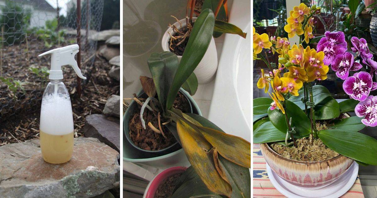 How To Save Your Dying Orchid With Just One Ingredient