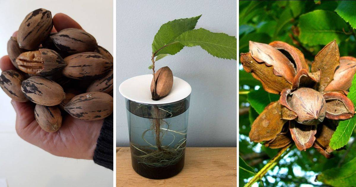 How To Grow Pecan Nuts From Seeds In 5 Easy Steps