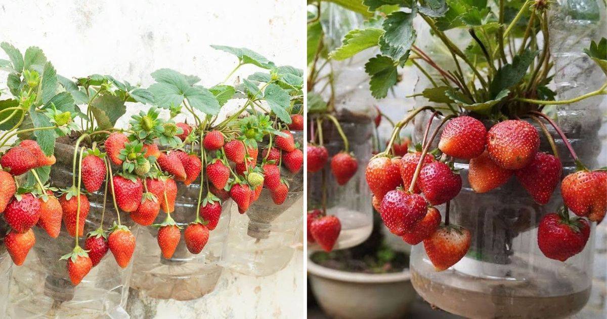 How To Grow Strawberries In Containers Everything You Need To Know