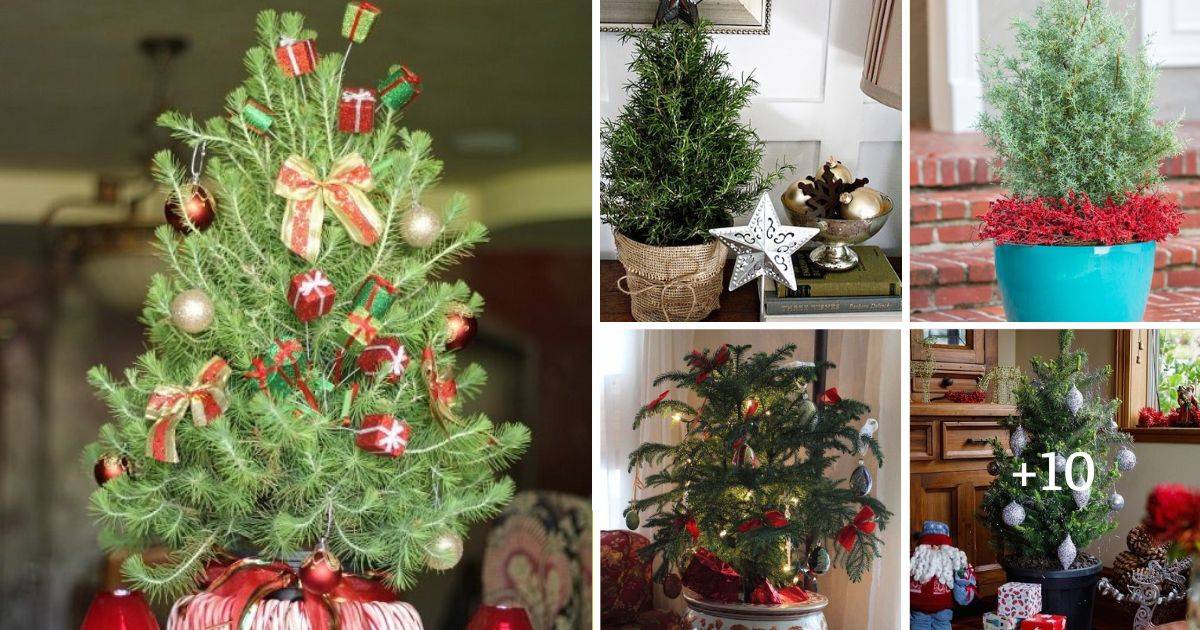 15 Houseplants That Can Serve As Alternatives To Christmas Trees