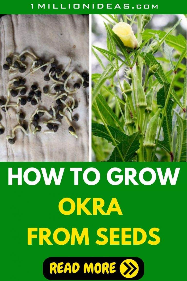 Growing Okra From Seeds A StepbyStep Guide For Beginners