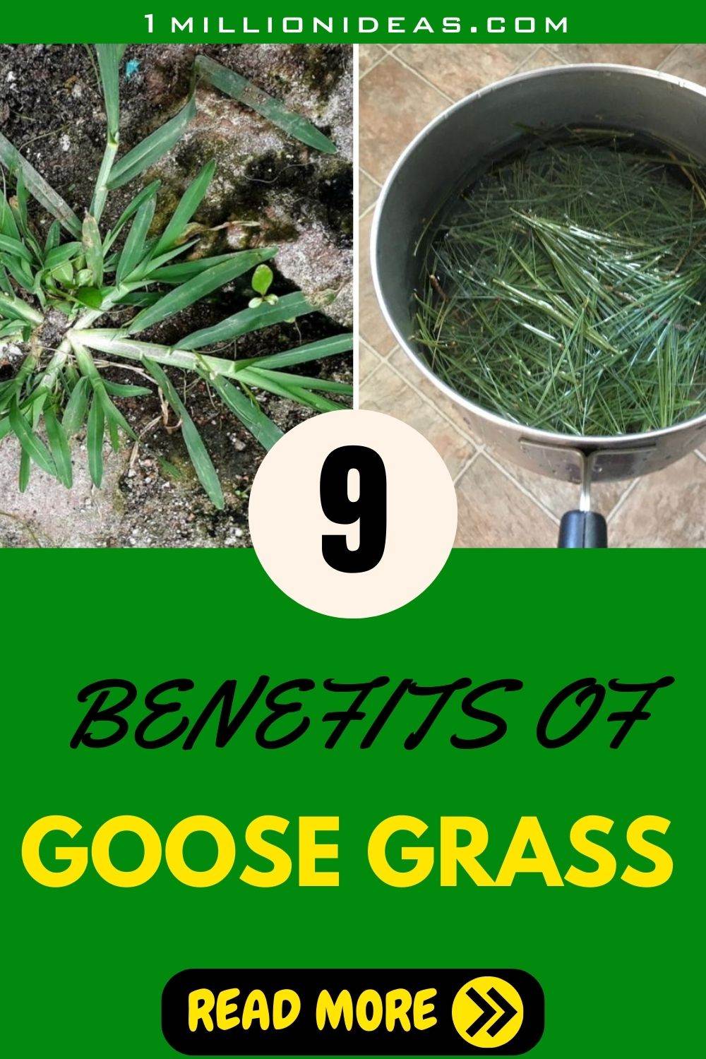 How Goose Grass Can Heal You: A Natural Remedy For Dozens Of Diseases - 35
