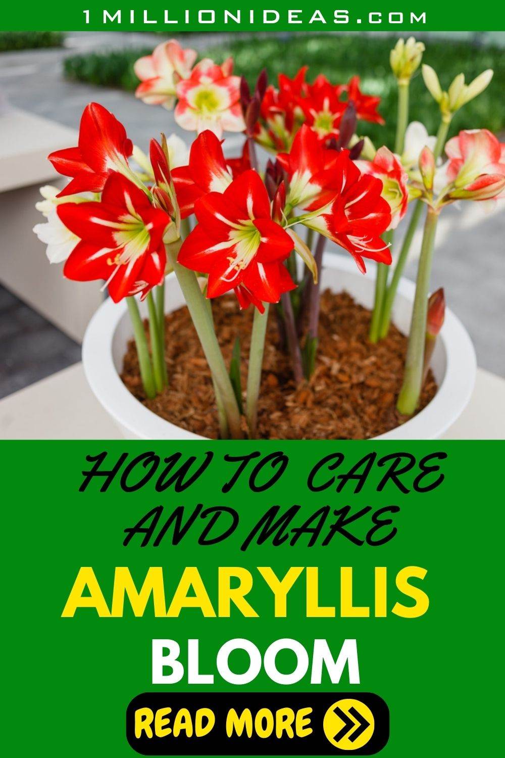 How To Care For Amaryllis And Enjoy Its Stunning Flowers Year After Year