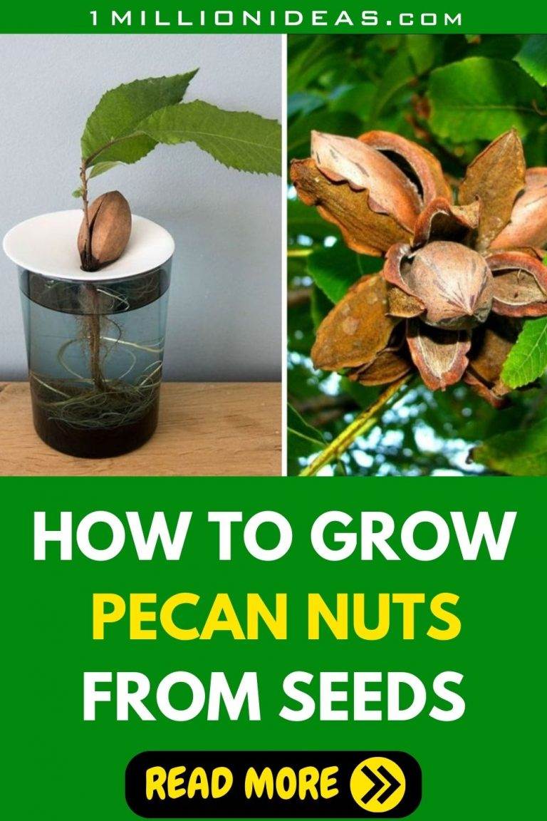 How To Grow Pecan Nuts From Seeds In 5 Easy Steps