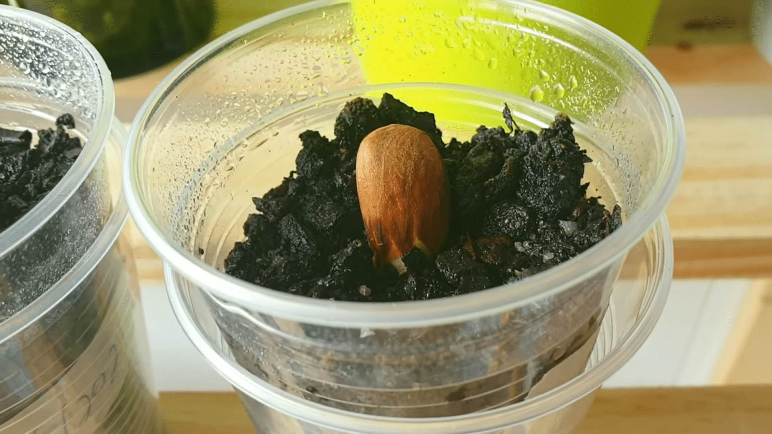 The Best And Easiest Method To Grow An Almond Tree From Seeds At Home