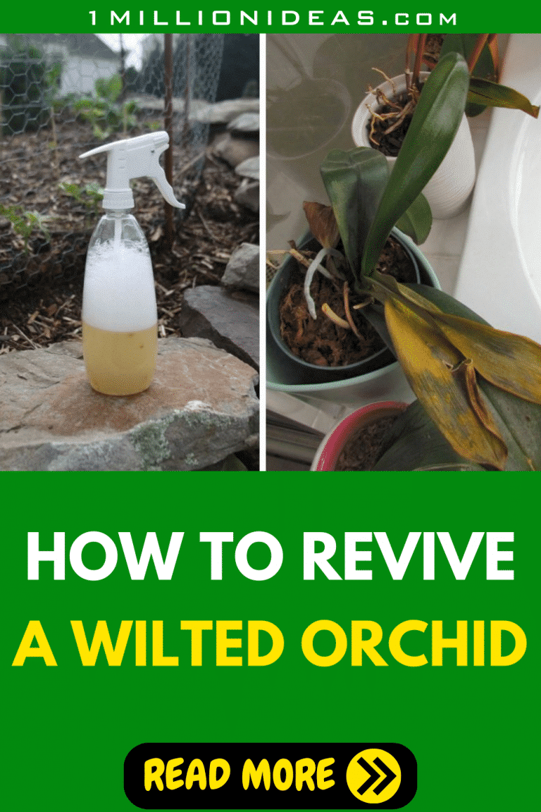 How To Save Your Dying Orchid With Just One Ingredient   How To Save Your Dying Orchid With Just One Ingredient 768x1152 