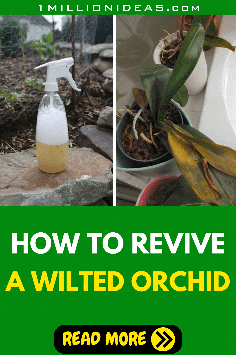How To Save Your Dying Orchid With Just One Ingredient - 35