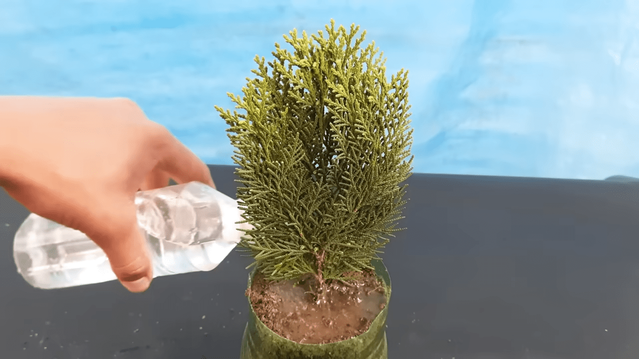 How To Grow New Thuja Plants From Cuttings With Aloe Vera Gel - 47