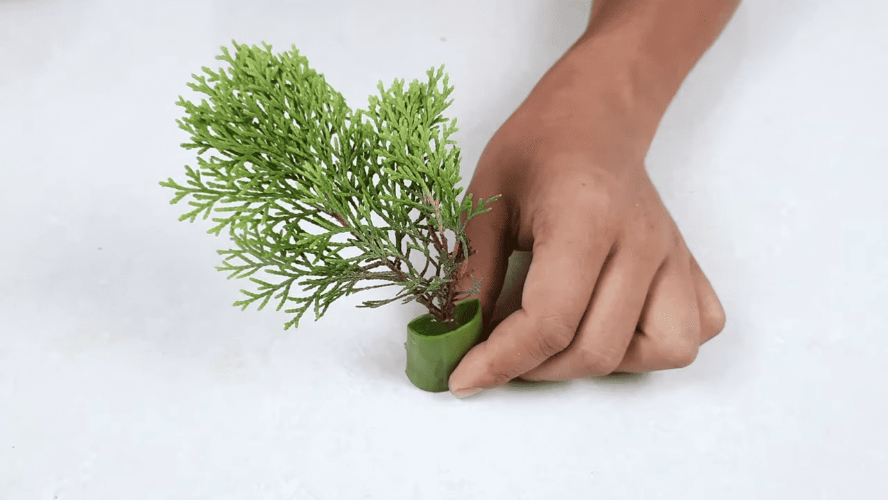 How To Grow New Thuja Plants From Cuttings With Aloe Vera Gel - 45