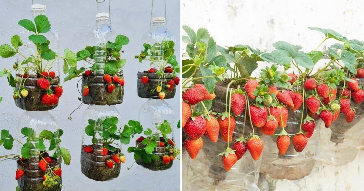 How To Grow Strawberries In Containers: Everything You Need To Know ...