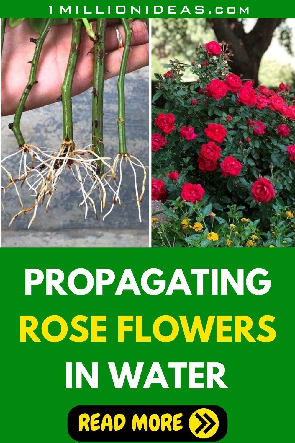 Propagating Roses In A Water Glass To Save Money And Enjoy More Flowers