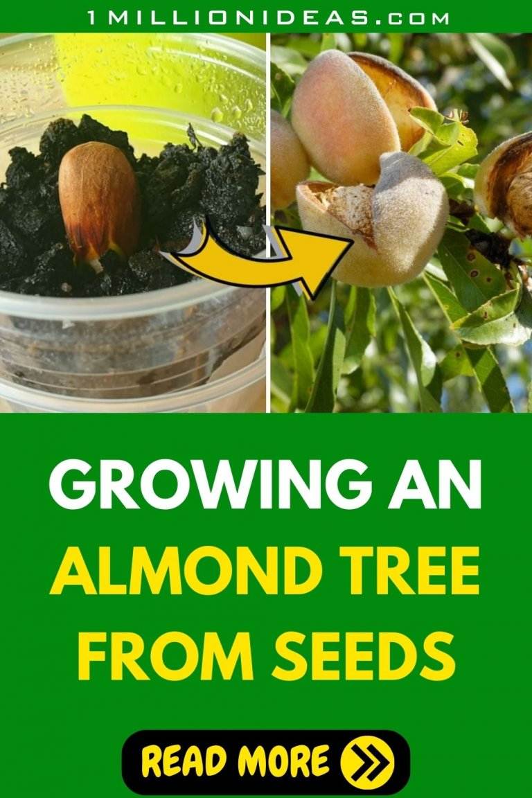 The Best And Easiest Method To Grow An Almond Tree From Seeds At Home