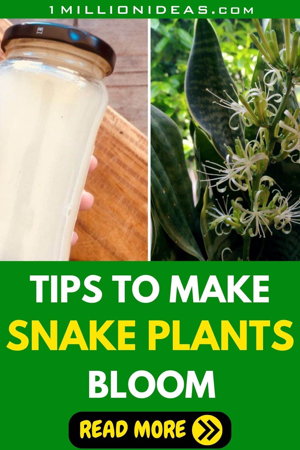 2 Surprising Ingredients That Will Make Your Snake Plant Bloom Like Never Before - 35